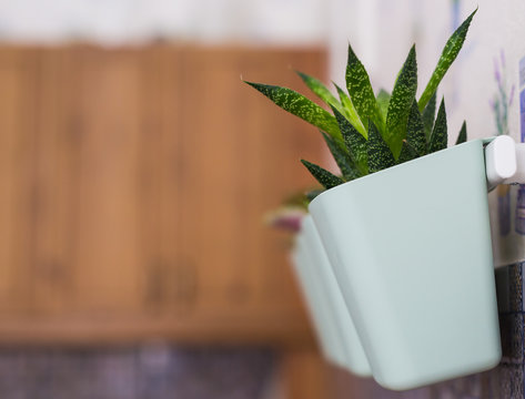 Succulents in green pots. Scandinavian room interior decoration. Close-up.