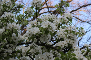 Delicate white flowers bloomed from buds on a pear in spring