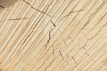 Detailed view of a wooden texture