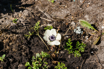 Beautiful flowering of white flowers anemones on a flowerbed in the garden.