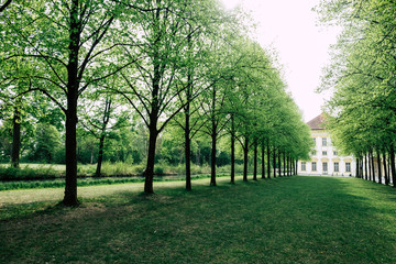 Tree-lined alley in a park 