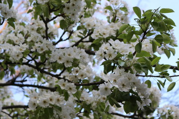 Delicate white flowers bloomed from buds on a pear in spring