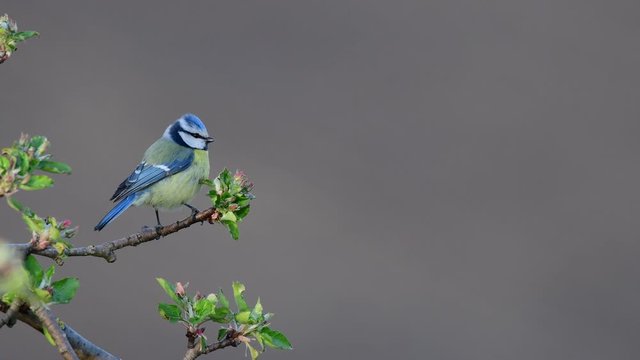 Blue tit search feed on the apple tree, spring, (parus caeruleus), germany