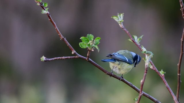Blue tit search feed on the apple tree, spring, (parus caeruleus), germany