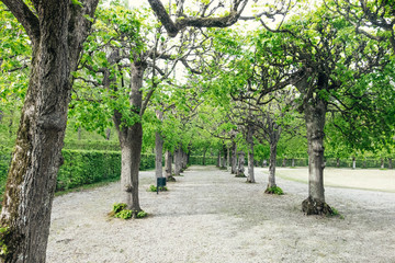 Tree-lined alley in a park 