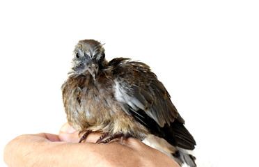 The cute little spotted dove or (spilopelia chinensis) or mountain dove or pearl-necked dove or lace-necked dove or spotted turtle-dove and a gentle left hand on a white background. 