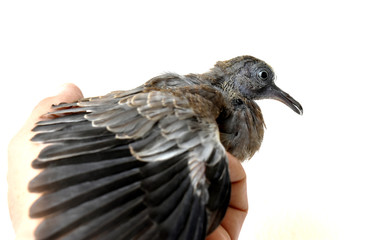 The cute little spotted dove or (spilopelia chinensis) or mountain dove or pearl-necked dove or lace-necked dove or spotted turtle-dove and a gentle left hand on a white background. 
