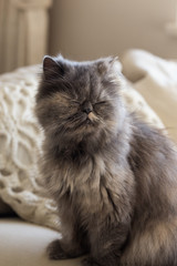 Fototapeta premium Gray persian cat with eyes closed in neutral monochromatic interior