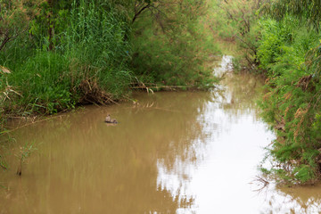 The Kishon River is a river in Israel that flows into the Mediterranean Sea near the city of Haifa.
