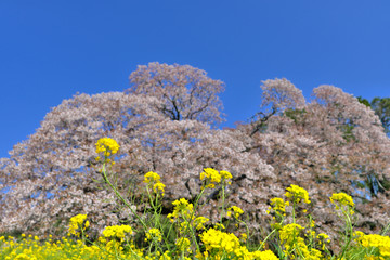cherry blossom 日本の桜 山桜 吉高の大桜 絶景 青空 千葉 印西 菜の花