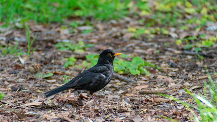 portrait of a blackbird looking into the camera, Blackbird that stopped to be photographed, with black feathers and orange beak and interesting look