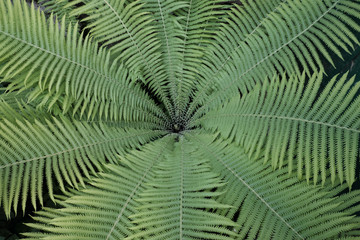 Fern leaves as a background. A beautiful symmetrical plant.