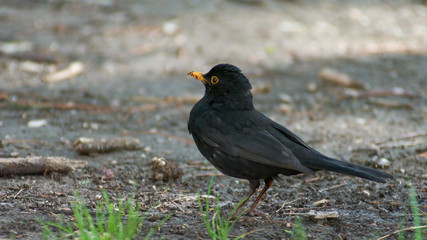 portrait of a blackbird looking into the camera, Blackbird that stopped to be photographed, with black feathers and orange beak and interesting look