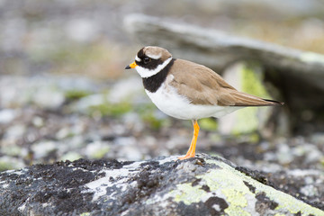 Chorlitejo grande (Charadrius hiaticula), ave pequeña sobre la roca con fondo difuminado en Dovrefelj (Noruega).