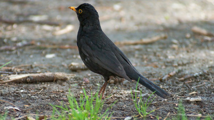 Obraz premium portrait of a blackbird looking into the camera, Blackbird that stopped to be photographed, with black feathers and orange beak and interesting look