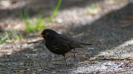 Obraz premium portrait of a blackbird looking into the camera, Blackbird that stopped to be photographed, with black feathers and orange beak and interesting look
