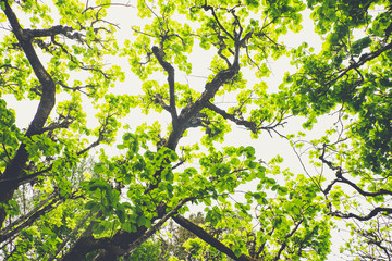 Leaf canopy of deciduous trees on a sunny day