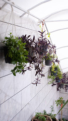green and purple plants in pots hanging 