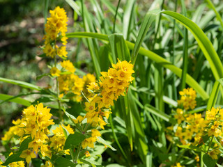 yellow flowers in the grass