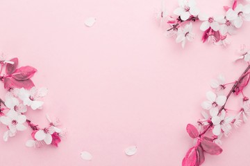 Fototapeta na wymiar Spring background table. May flowers and April floral nature on pink. For banner, branches of blossoming cherry against background. Dreamy romantic image, landscape panorama, copy space.