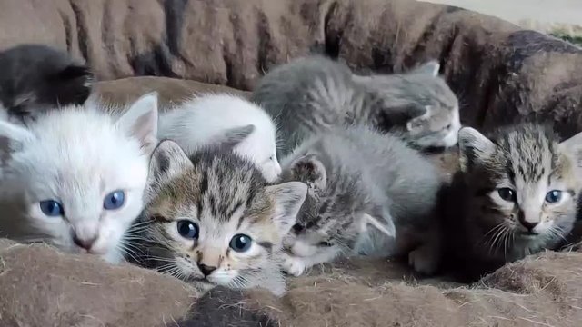 Camada de gatos en la comodidad de su cama. Gatos recién nacidos. Gatos de diferentes pelajes. Familia siamesa de gatos hermanos con  ojos azules. 