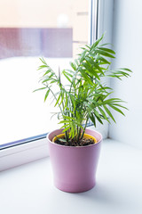 Beautiful green plant in ceramic pot standing on window sill. Houseplants and interior home.