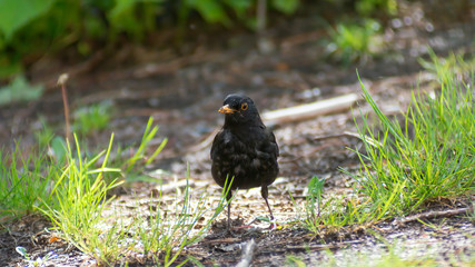 portrait of a blackbird looking into the camera, Blackbird that stopped to be photographed, with black feathers and orange beak and interesting look
