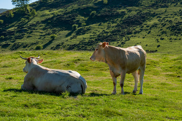 Cows grazing in the mountains, Erro valley, Navarra, Spain