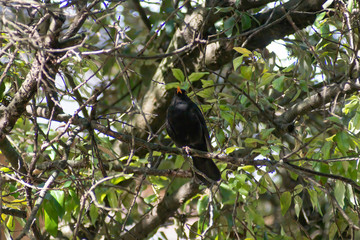 Fototapeta premium portrait of a blackbird looking into the camera, Blackbird that stopped to be photographed, with black feathers and orange beak and interesting look