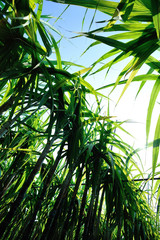 Sugarcane plants growing at field