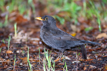 Obraz premium portrait of a blackbird looking into the camera, Blackbird that stopped to be photographed, with black feathers and orange beak and interesting look