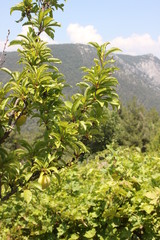 Naklejka premium Landscape of rows in the vineyard in Izmir, Turkey. Juicy grapes in the garden.