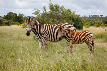 Fototapeta na wymiar Zebra in Kruger National Park in South Africa