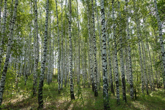 Birch forest in summer Sunday day. Forest is very classic for Russian nature. Black & white trunks of trees, green foliage lighted by sunlight, nobody around