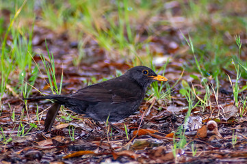 portrait of a blackbird looking into the camera, Blackbird that stopped to be photographed, with black feathers and orange beak and interesting look