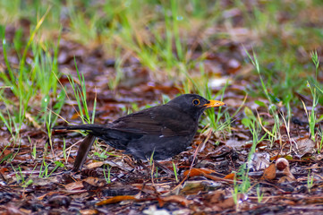 Obraz premium portrait of a blackbird looking into the camera, Blackbird that stopped to be photographed, with black feathers and orange beak and interesting look