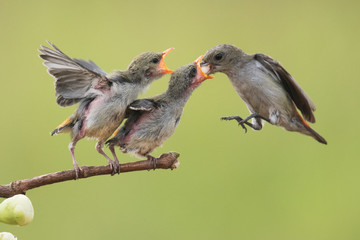 Dicaeum trochileum bird of cabai jawa , sub tropis, burung cabe cabean, 