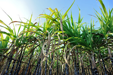 Sugarcane plants growing at field