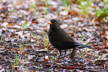 portrait of a blackbird looking into the camera, Blackbird that stopped to be photographed, with black feathers and orange beak and interesting look