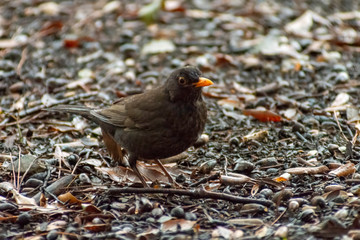 portrait of a blackbird looking into the camera, Blackbird that stopped to be photographed, with black feathers and orange beak and interesting look