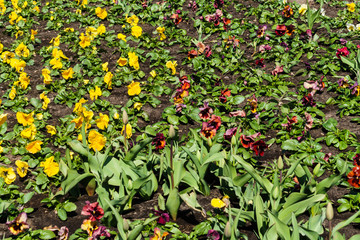 Multicolored flower beds of pansies and other flowers in the city park.