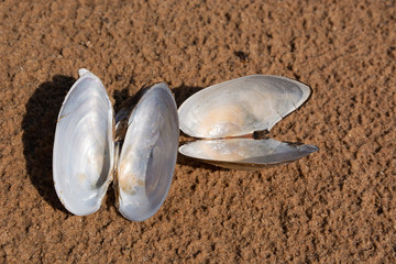 Empty opened mussel shells on a background of brown sand on a sunny day