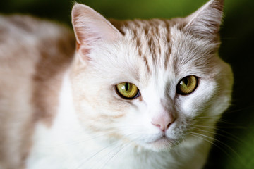 Close up portrait of a cat. Cat with green eyes on green background