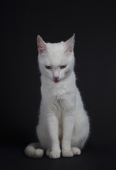 White cat with yellow eyes on a black background