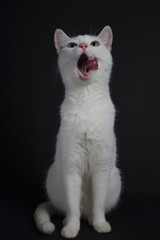 White cat yawns on a black background