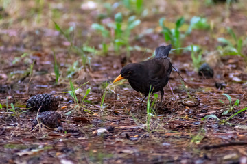 portrait of a blackbird looking into the camera, Blackbird that stopped to be photographed, with black feathers and orange beak and interesting look