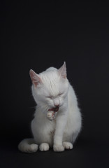 White cat washes on a black background