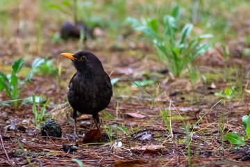 portrait of a blackbird looking into the camera, Blackbird that stopped to be photographed, with black feathers and orange beak and interesting look