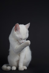 White cat washes on a black background
