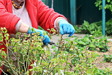 Care of plants and fruit trees in the home garden during quarantine - pruning branches on the...